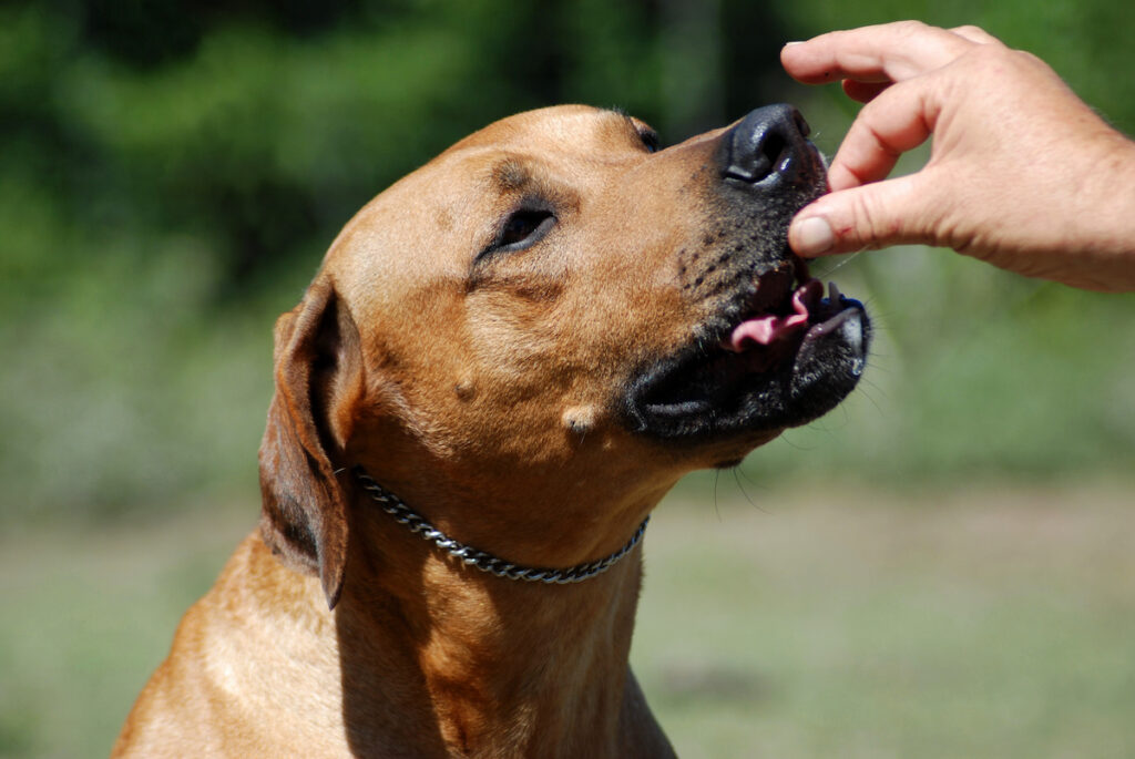 6 Of The Best CBD Dog Treats